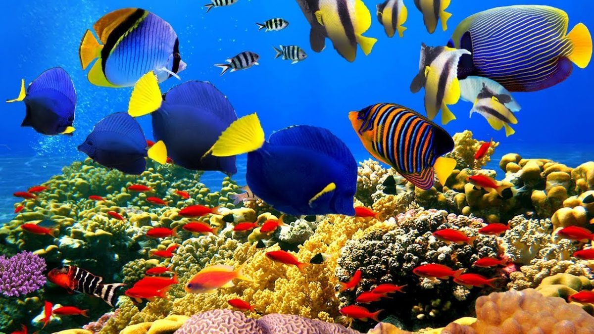 Scientists have found the first coral reef in 120 years | Esquire ...