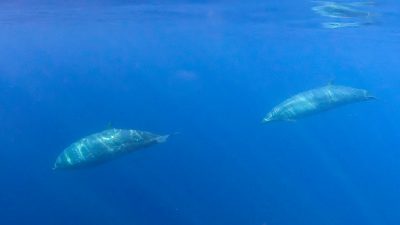 Scientists just found an entirely new species of whale | Esquire Middle ...