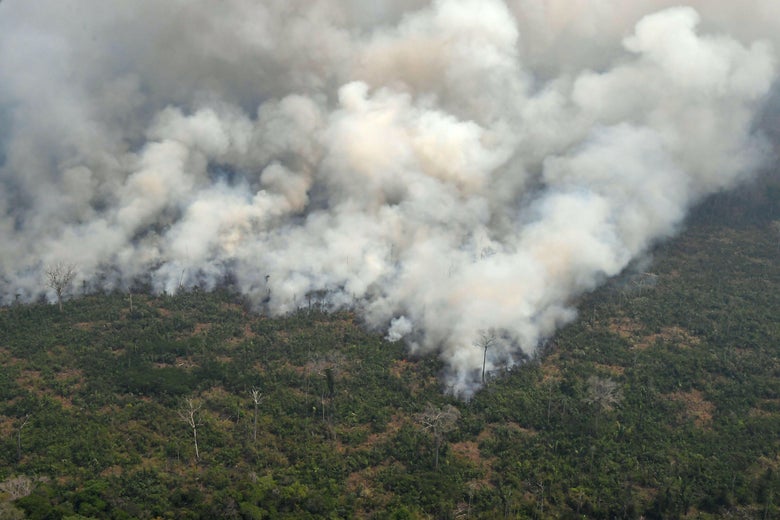 These Photos Show The Devastation Taking Place In The Amazon Rainforest ...