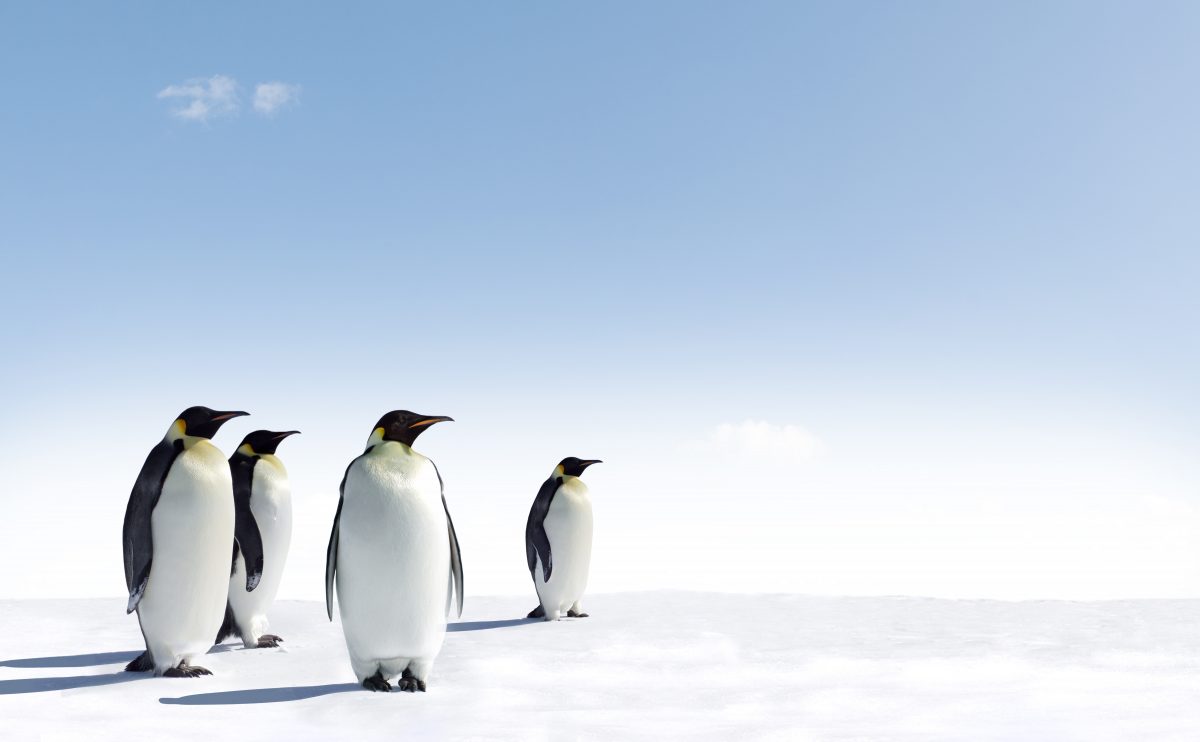 Emperor penguins are going extinct, but there’s still time to save them