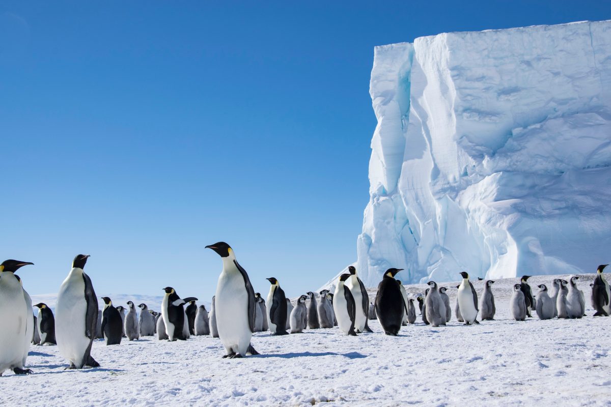 Emperor penguins are going extinct, but there’s still time to save them