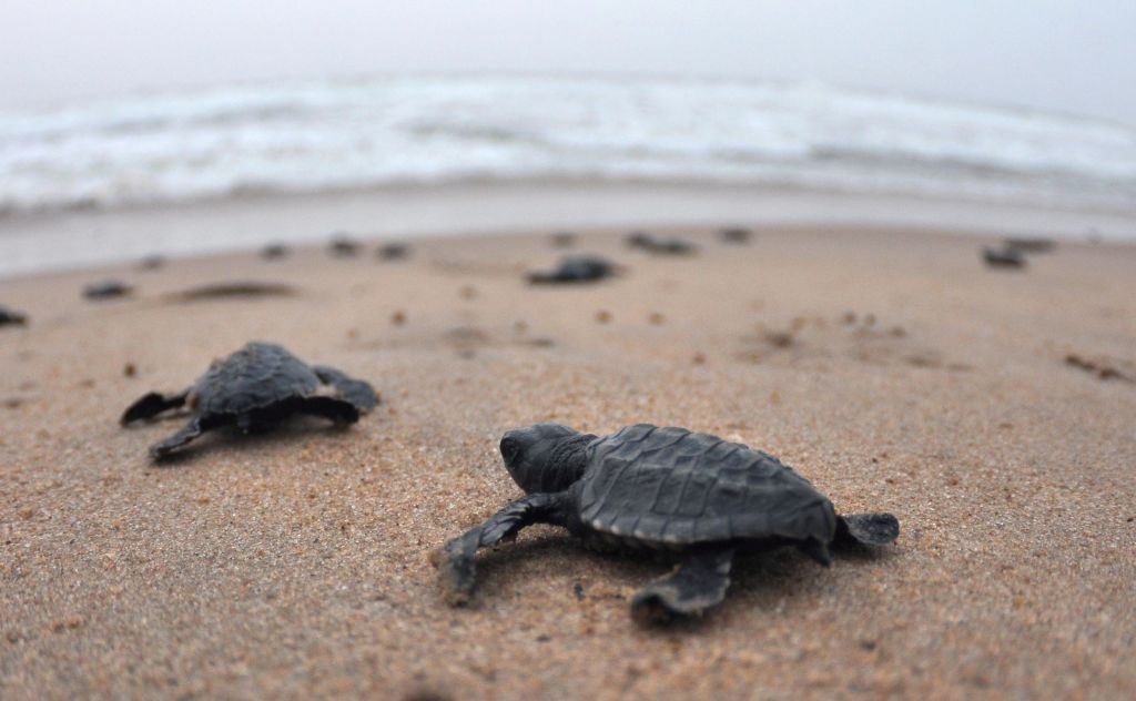 Endangered sea turtles hatch on deserted beaches in Brazil, India amid ...