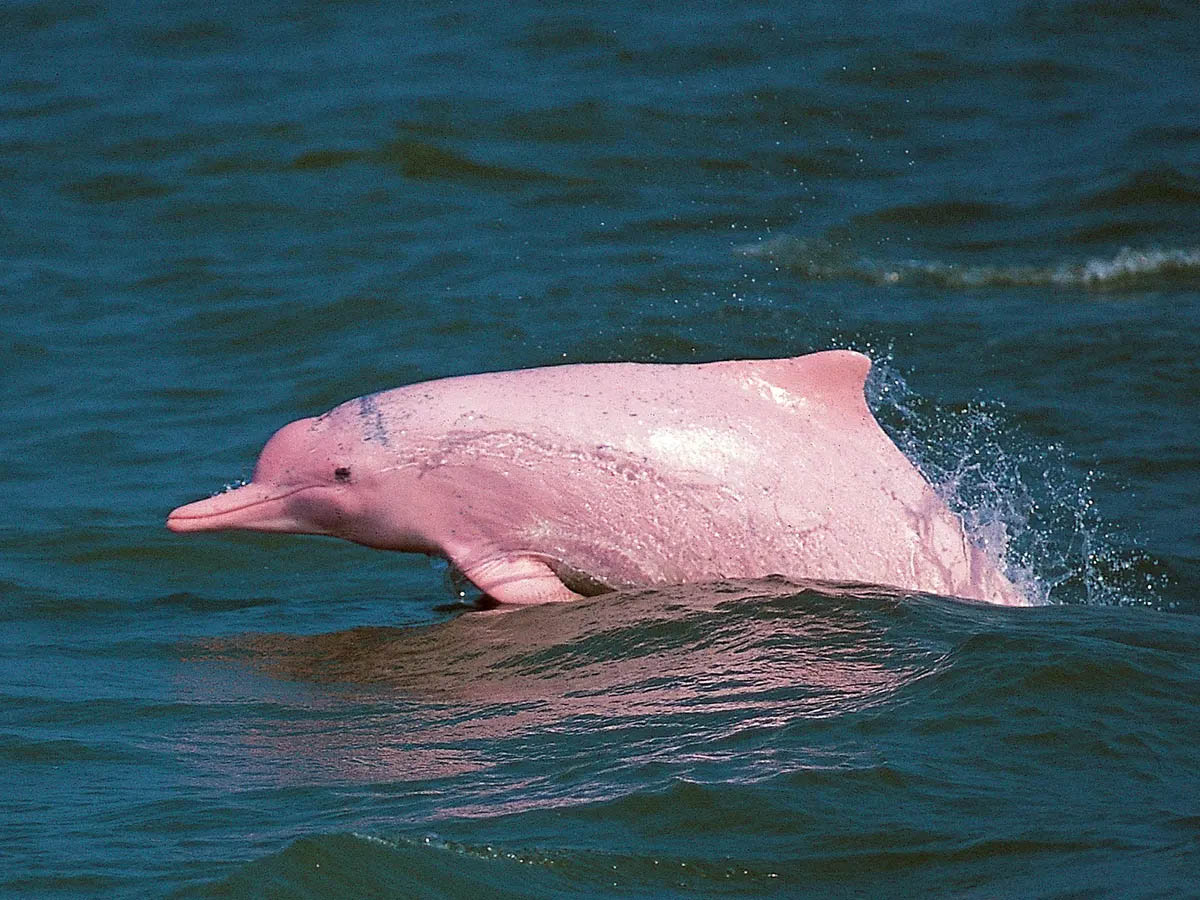 COVID lockdowns might have saved the pink dolphin from extinction