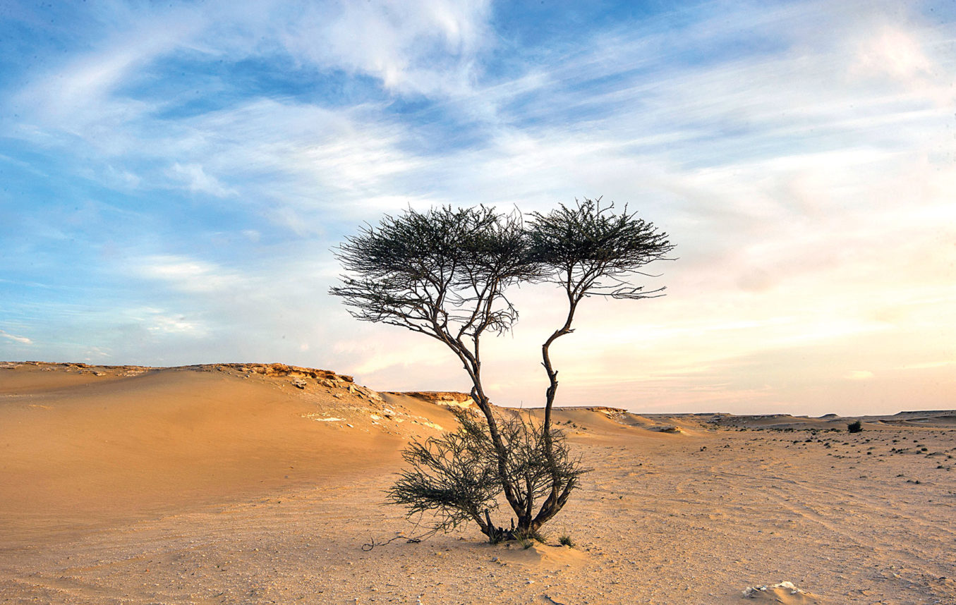 Saudi Arabia will plant 10 million trees by the end of 2021 - Esquire