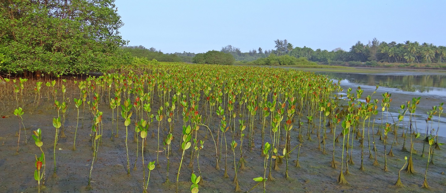 Watch Dubai planting 1 million trees to create huge new mangrove